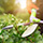 Branche Garten